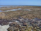 Another view of the Outer Living Coral Zone of the reef flat. Note exposure of thickets of branching coral at low tide.